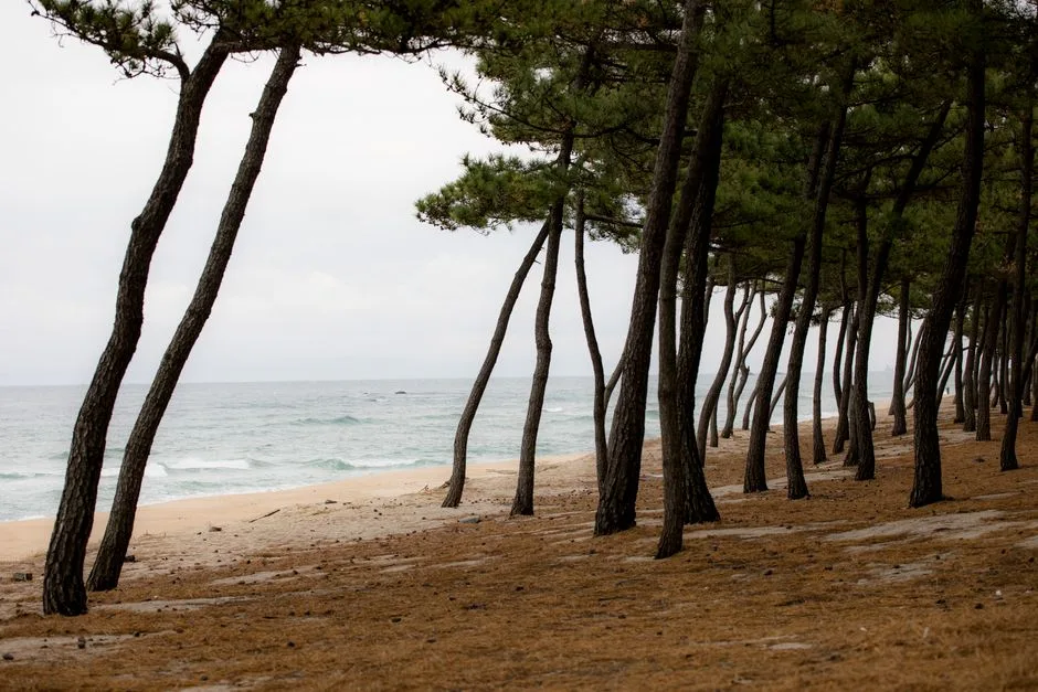Gangneung Oval, Corea del Sur