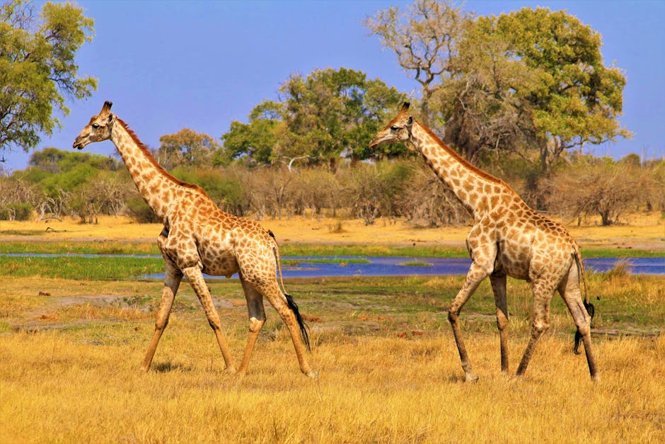 Maun Botswana delta Okavango