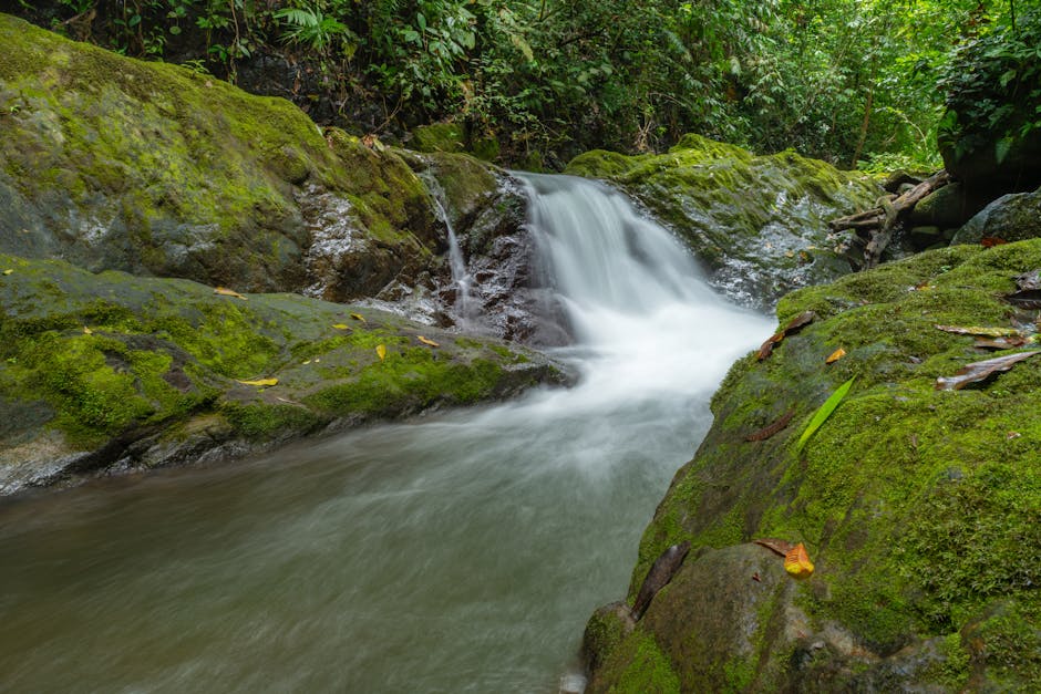 Jungle costa-ricaine — couverture réseau 4G