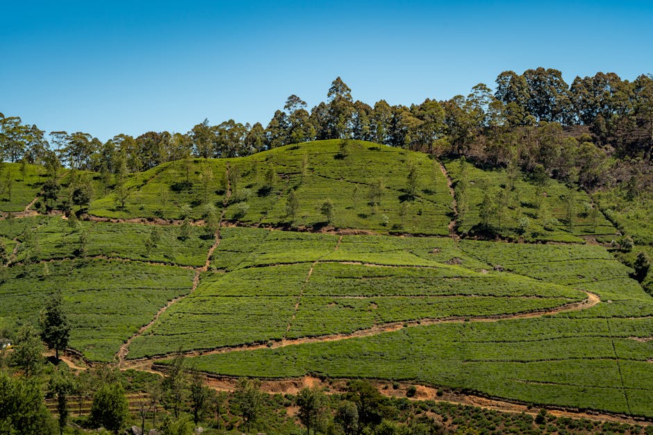 Cubrir Colombo, Kandy, Sigiriya, Ella, Galle y Yala con una sola eSIM: operadores, planes, consejos por destino y compatibilidad de dispositivos.