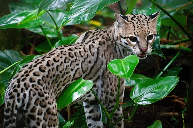 Belize